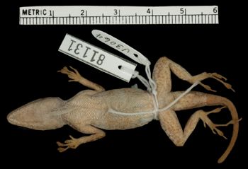Media type: image; Herpetology R-81131